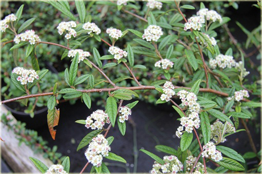 Irga wierzbolistna Cotoneaster salicifolius