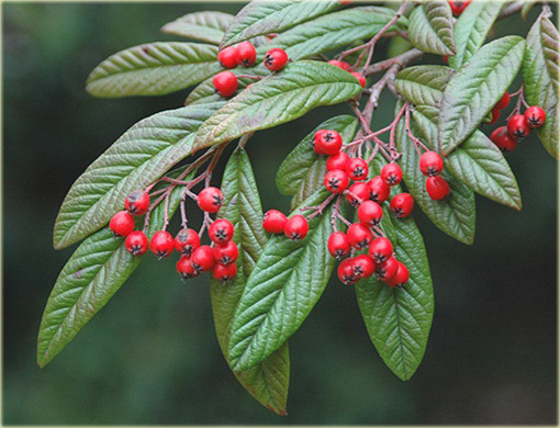 Irga wierzbolistna Cotoneaster salicifolius