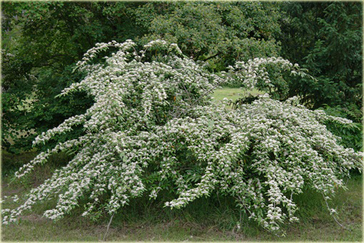 Irga wierzbolistna Cotoneaster salicifolius