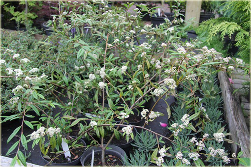 Irga wierzbolistna Cotoneaster salicifolius