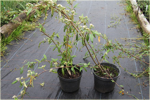 Irga wierzbolistna Cotoneaster salicifolius