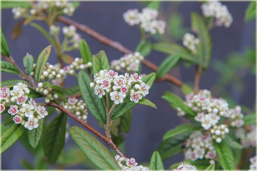 Irga wierzbolistna Cotoneaster salicifolius