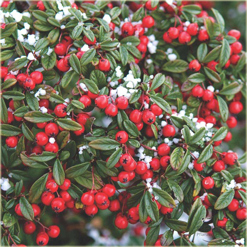 Irga wierzbolistna Parkteppich Cotoneaster salicifolius