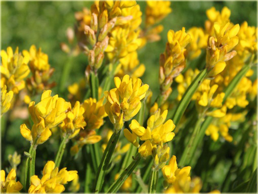 Janowiec strzałkowaty Genista sagittalis