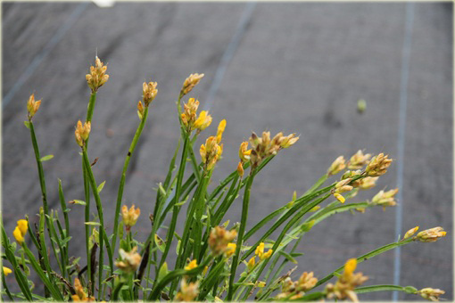 Janowiec strzałkowaty Genista sagittalis