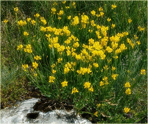 Janowiec strzałkowaty Genista sagittalis