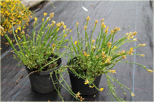 Janowiec strzałkowaty Genista sagittalis