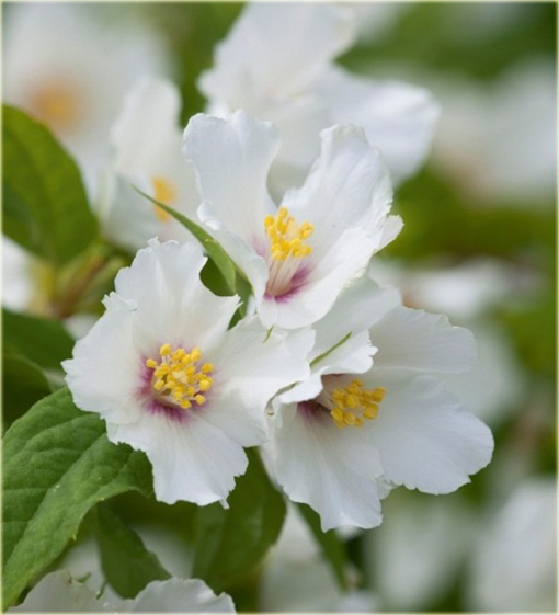 Jaśminowiec Belle Etoile Philadelphus Belle Etoile