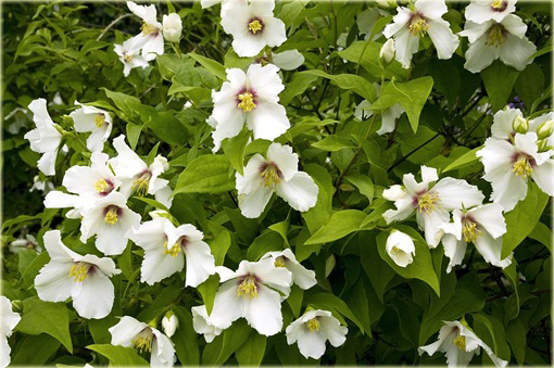 Jaśminowiec Belle Etoile Philadelphus Belle Etoile