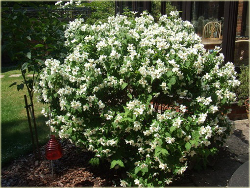 Jaśminowiec Belle Etoile Philadelphus Belle Etoile