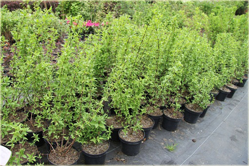 Jaśminowiec Belle Etoile Philadelphus Belle Etoile