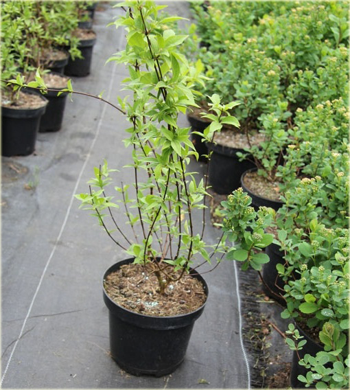 Jaśminowiec Belle Etoile Philadelphus Belle Etoile