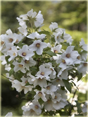 Jaśminowiec Belle Etoile Philadelphus Belle Etoile