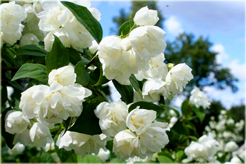 Jaśminowiec wonny Albatre Philadelphus coronarius Albatre