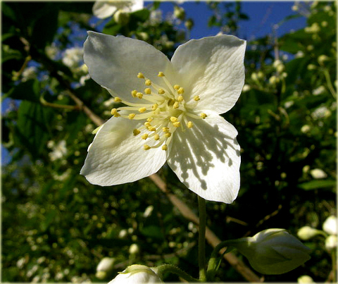 Jaśminowiec wonny Albatre Philadelphus coronarius Albatre