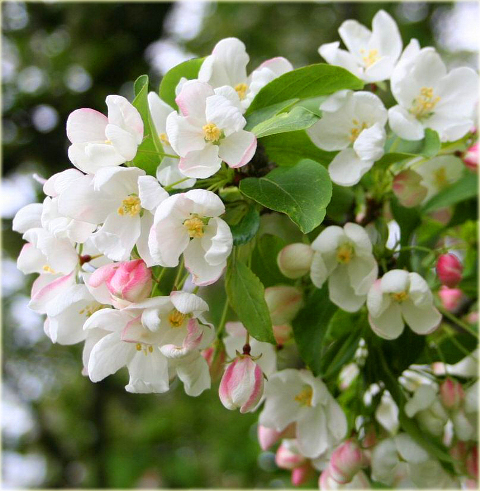 Jaśminowiec wonny Albatre Philadelphus coronarius Albatre