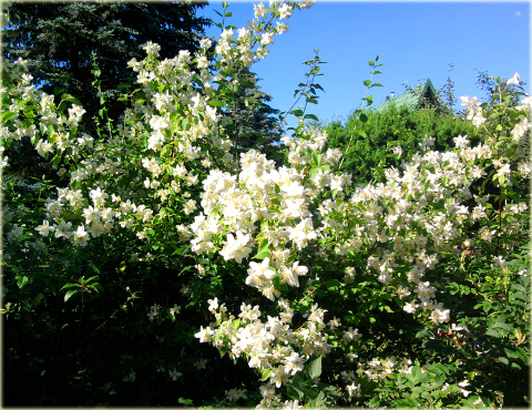 Jaśminowiec wonny Albatre Philadelphus coronarius Albatre