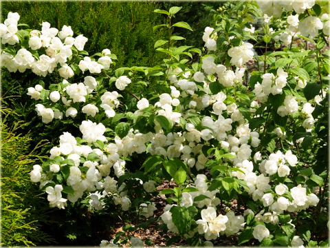 Jaśminowiec wonny Albatre Philadelphus coronarius Albatre