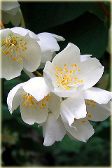 Jaśminowiec wonny Albatre Philadelphus coronarius Albatre