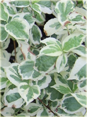 Jaśminowiec wonny Variegata Philadelphus coronarius variegata