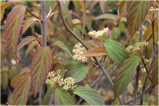 Kalina herbaciana czerwono-zielone liście Viburnum setigerum