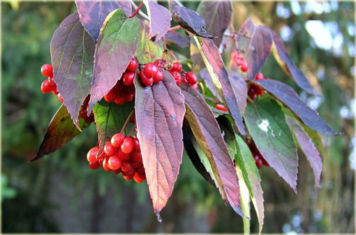 Kalina herbaciana czerwono-zielone liście Viburnum setigerum