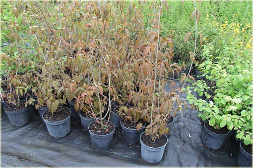 Kalina herbaciana czerwono-zielone liście Viburnum setigerum