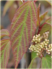 Kalina herbaciana czerwono-zielone liście Viburnum setigerum