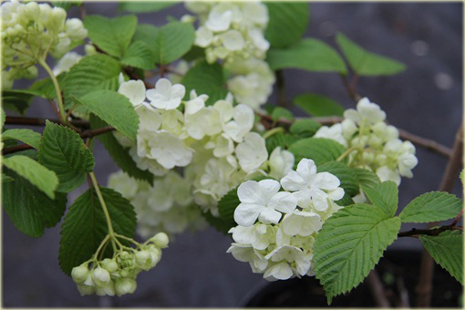 Kalina japońska Popcorn Viburnum plicatum