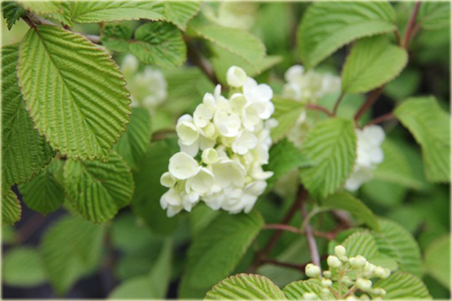 Kalina japońska Popcorn Viburnum plicatum