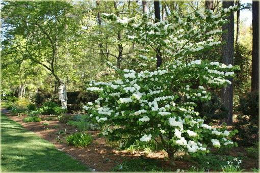 Kalina japońska Popcorn Viburnum plicatum