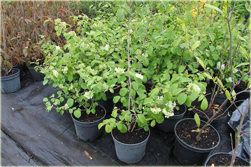 Kalina japońska Popcorn Viburnum plicatum