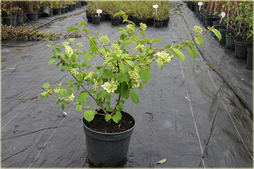 Kalina japońska Popcorn Viburnum plicatum