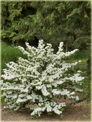 Kalina japońska Popcorn Viburnum plicatum
