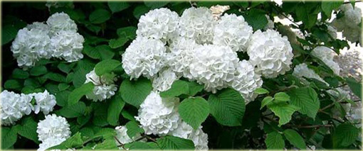 Kalina japońska Sterile Viburnum plicatum Sterile