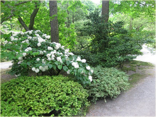 Kalina japońska Sterile Viburnum plicatum Sterile