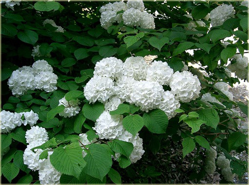 Kalina japońska Sterile Viburnum plicatum Sterile
