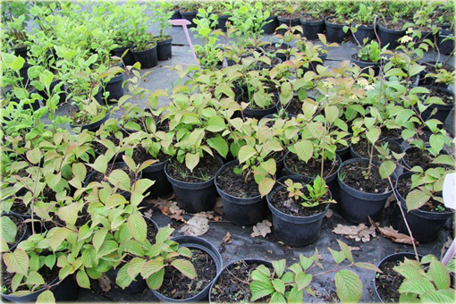 Kalina japońska Sterile Viburnum plicatum Sterile