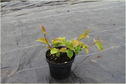 Kalina japońska Sterile Viburnum plicatum Sterile