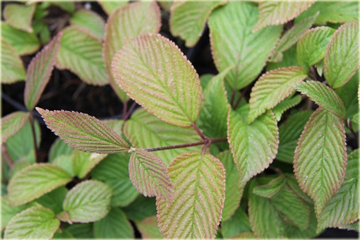 Kalina japońska Sterile Viburnum plicatum Sterile