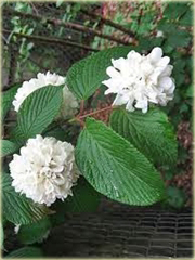 Kalina japońska Sterile Viburnum plicatum Sterile