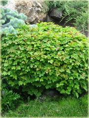 Kalina koralowa Nanum Viburnum opulus Nanum