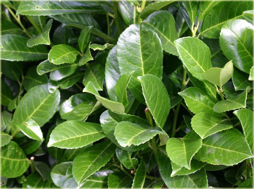 Laurowiśnia Etna Prunus laurocerasus Etna