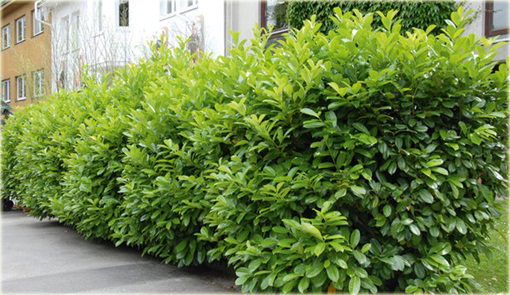 Laurowiśnia Etna Prunus laurocerasus Etna