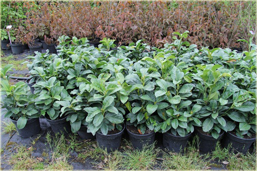 Laurowiśnia Etna Prunus laurocerasus Etna