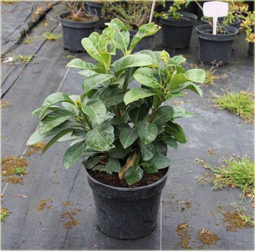 Laurowiśnia Etna Prunus laurocerasus Etna