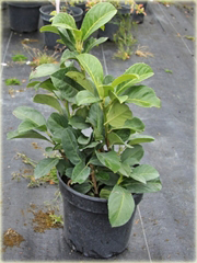 Laurowiśnia Etna Prunus laurocerasus Etna