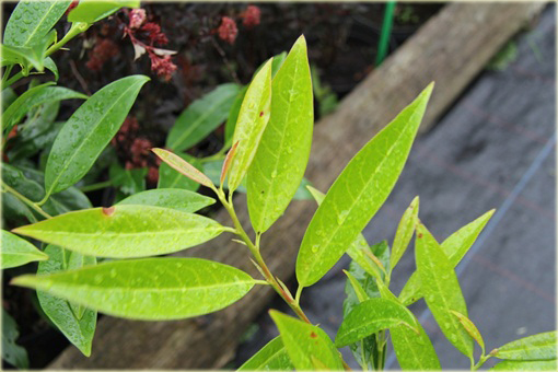 Laurowiśnia Herbergii Prunus laurocerasus Herbergii