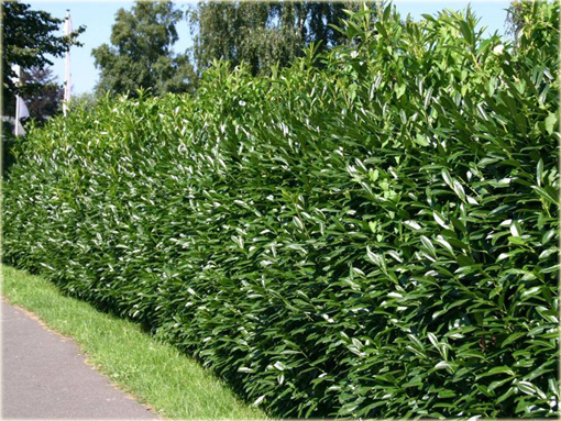 Laurowiśnia Herbergii Prunus laurocerasus Herbergii