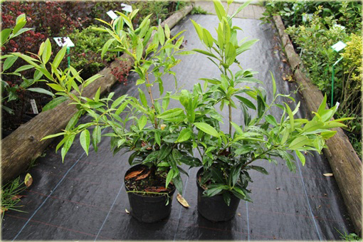 Laurowiśnia Herbergii Prunus laurocerasus Herbergii